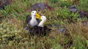 Galapagos Albatross