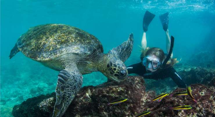 Galapagos Green Sea Turtle
